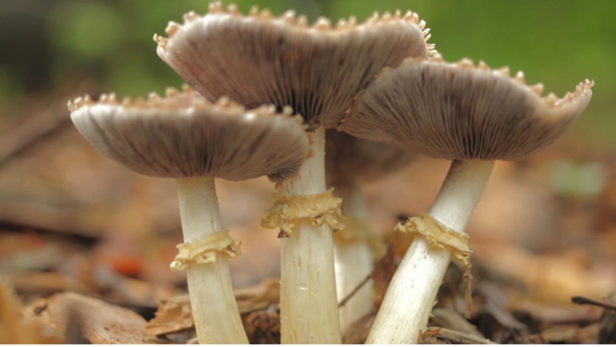 Stropharia rugosoannulata wine cap